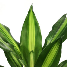 Load image into Gallery viewer, Dracaena, 4in, Cintho Cane