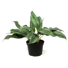 Load image into Gallery viewer, Aglaonema, 6in, Koh Samui