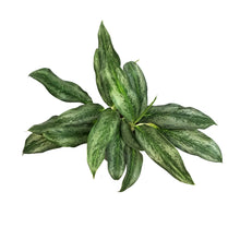 Load image into Gallery viewer, Aglaonema, 6in, Koh Samui
