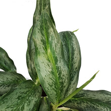 Load image into Gallery viewer, Aglaonema, 6in, Koh Samui