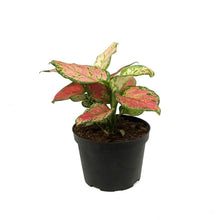 Load image into Gallery viewer, Aglaonema, 6in, Very Red