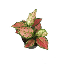 Load image into Gallery viewer, Aglaonema, 6in, Very Red