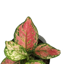 Load image into Gallery viewer, Aglaonema, 6in, Very Red