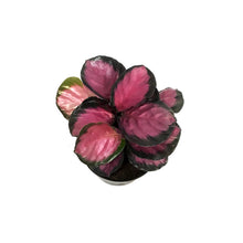 Load image into Gallery viewer, Calathea, 6in, Pink Star