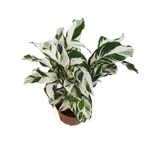 Load image into Gallery viewer, Calathea, 6in, Stella