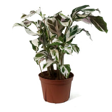 Load image into Gallery viewer, Calathea, 6in, Stella
