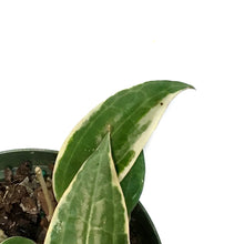Load image into Gallery viewer, Hoya, 6in, Macrophylla