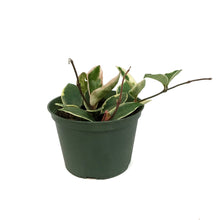 Load image into Gallery viewer, Hoya, 6in, Tricolour
