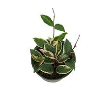 Load image into Gallery viewer, Hoya, 6in, Tricolour