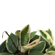Load image into Gallery viewer, Hoya, 6in, Tricolour