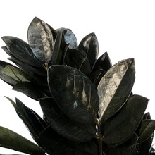 Load image into Gallery viewer, ZZ Plant, 6in, Black Nova Star