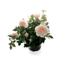 Load image into Gallery viewer, Mini Rose, 4in, RosAroma