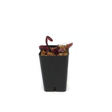 Load image into Gallery viewer, Venus Flytrap, 2.25in, Red