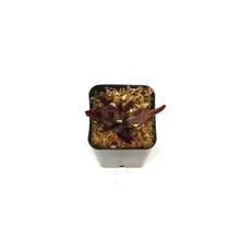 Load image into Gallery viewer, Venus Flytrap, 2.25in, Red