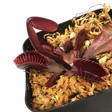 Load image into Gallery viewer, Venus Flytrap, 2.25in, Red