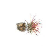 Load image into Gallery viewer, Tillandsia Ionantha Mounted on Agate Geode
