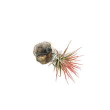 Load image into Gallery viewer, Tillandsia Ionantha Mounted on Agate Geode