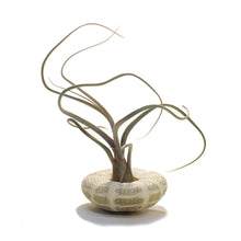 Load image into Gallery viewer, Tillandsia Baileyi Jellyfish