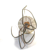 Load image into Gallery viewer, Tillandsia Baileyi Jellyfish