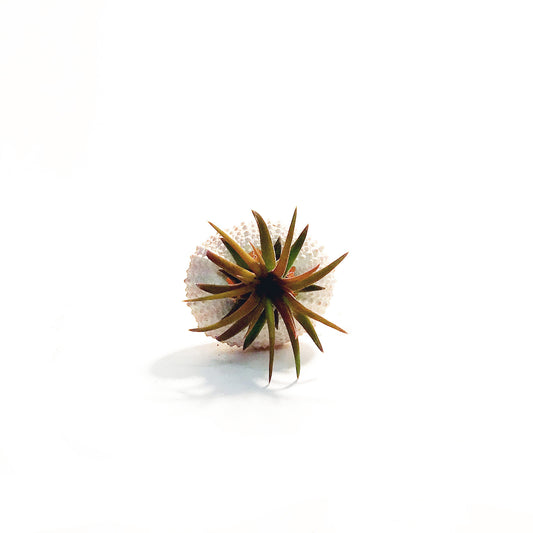 Tillandsia Pink Jellyfish, Small