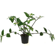 Load image into Gallery viewer, Tradescantia, 4in , Blushing Bride