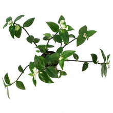 Load image into Gallery viewer, Tradescantia, 4in , Blushing Bride