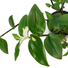 Load image into Gallery viewer, Tradescantia, 4in , Blushing Bride
