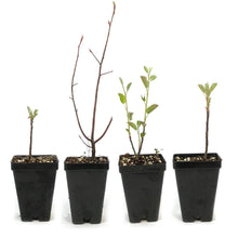 Load image into Gallery viewer, Service Berry, Saskatoon Berry, 2.5in