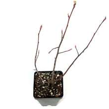 Load image into Gallery viewer, Service Berry, Saskatoon Berry, 2.5in