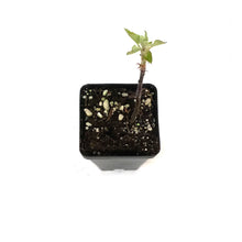 Load image into Gallery viewer, Service Berry, Saskatoon Berry, 2.5in