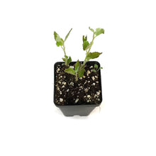 Load image into Gallery viewer, Service Berry, Saskatoon Berry, 2.5in