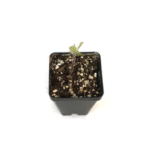 Load image into Gallery viewer, Service Berry, Saskatoon Berry, 2.5in