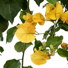 Load image into Gallery viewer, Bougainvillea, 8in, Assorted Colours with Ring