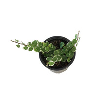 Load image into Gallery viewer, Ficus, 4in,Creeping Fig
