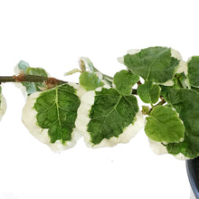 Load image into Gallery viewer, Ficus, 4in,Creeping Fig Varigated
