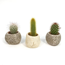 Load image into Gallery viewer, Cactus, 1.5in w/Small Rock Asst