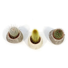 Load image into Gallery viewer, Cactus, 1.5in w/Small Rock Asst