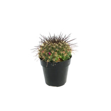Load image into Gallery viewer, Cactus, 2.5in, Mammillaria 'Ginsea Maru'
