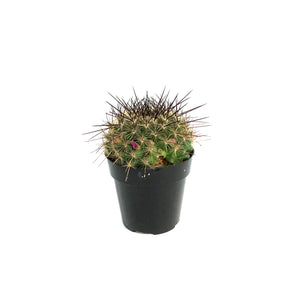 Cactus, 2.5in, Mammillaria 'Ginsea Maru'