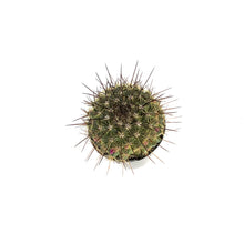 Load image into Gallery viewer, Cactus, 2.5in, Mammillaria 'Ginsea Maru'