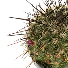 Load image into Gallery viewer, Cactus, 2.5in, Mammillaria &#39;Ginsea Maru&#39;
