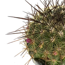 Load image into Gallery viewer, Cactus, 2.5in, Mammillaria 'Ginsea Maru'