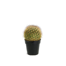 Load image into Gallery viewer, Cactus, 2.5in, Mammillaria Densispina