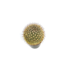 Load image into Gallery viewer, Cactus, 2.5in, Mammillaria Densispina