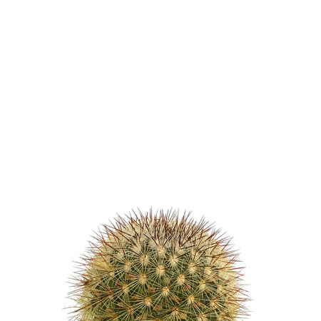 Cactus, 2.5in, Mammillaria Densispina