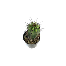 Load image into Gallery viewer, Cactus, 2.5in, Lemaireocereus