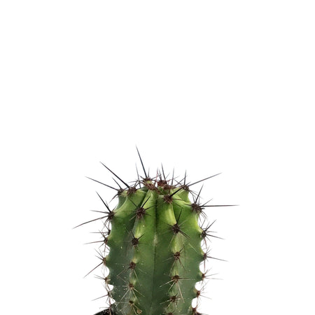 Cactus, 2.5in, Lemaireocereus