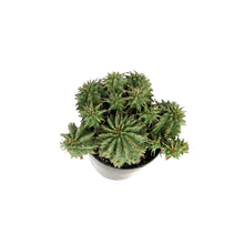 Load image into Gallery viewer, Cactus, 2.5in, Euphorbia Spiral