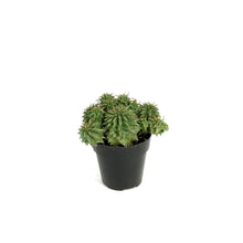 Load image into Gallery viewer, Cactus, 2.5in, Euphorbia Spiral
