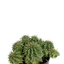 Load image into Gallery viewer, Cactus, 2.5in, Euphorbia Spiral